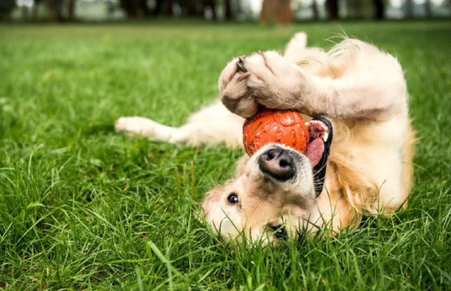 Why Do Dogs Love Playing with Balls? A Comprehensive Look at Dog Play Behavior