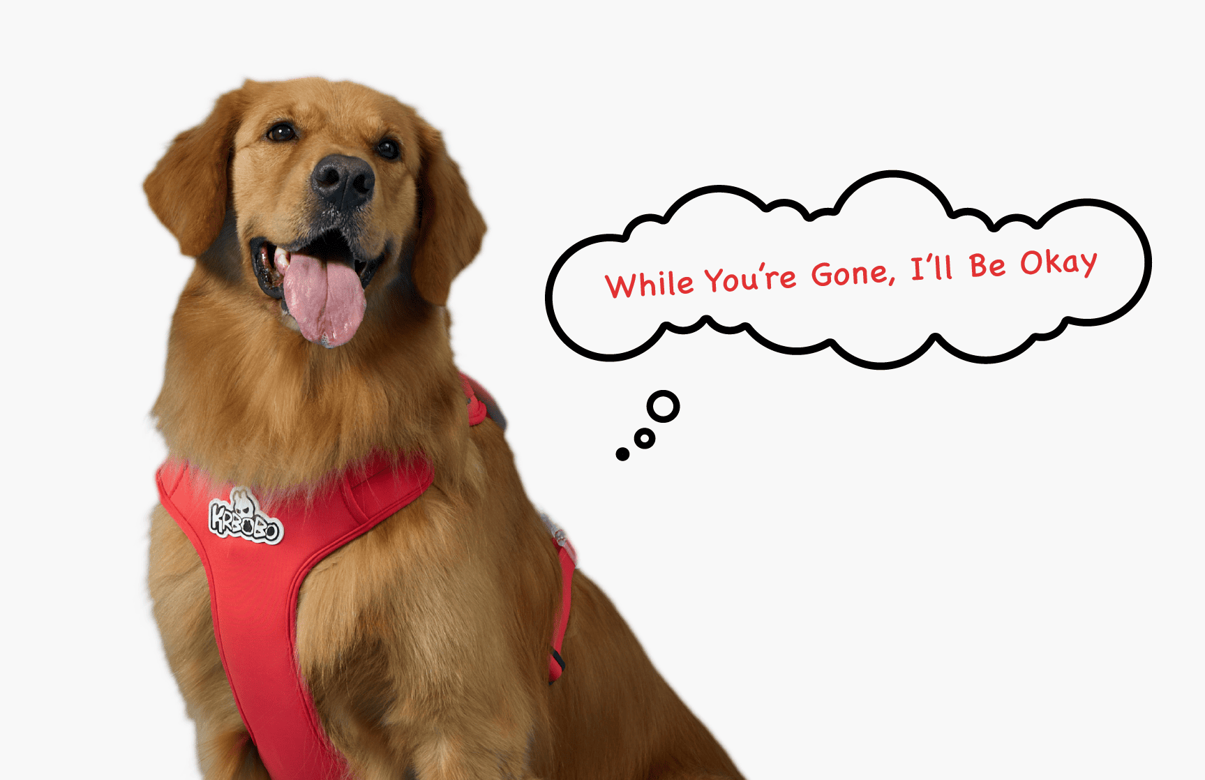 When You’re Away: Understanding and Easing Your Pet’s Separation Anxiety