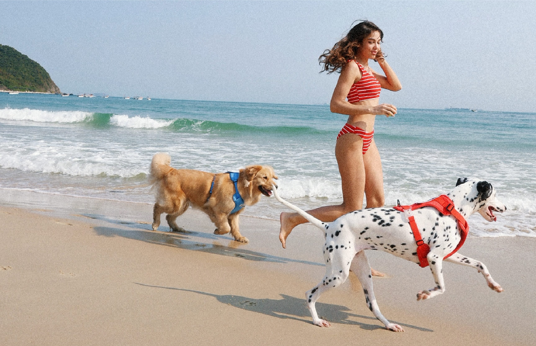Dog Beaches: The Ultimate Spot for Playful Pups and Outdoor Fun