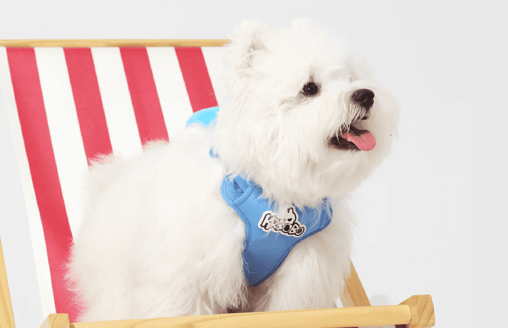 The Best Dog Harnesses of 2025: How to Choose the Right One for Your Furry Friend