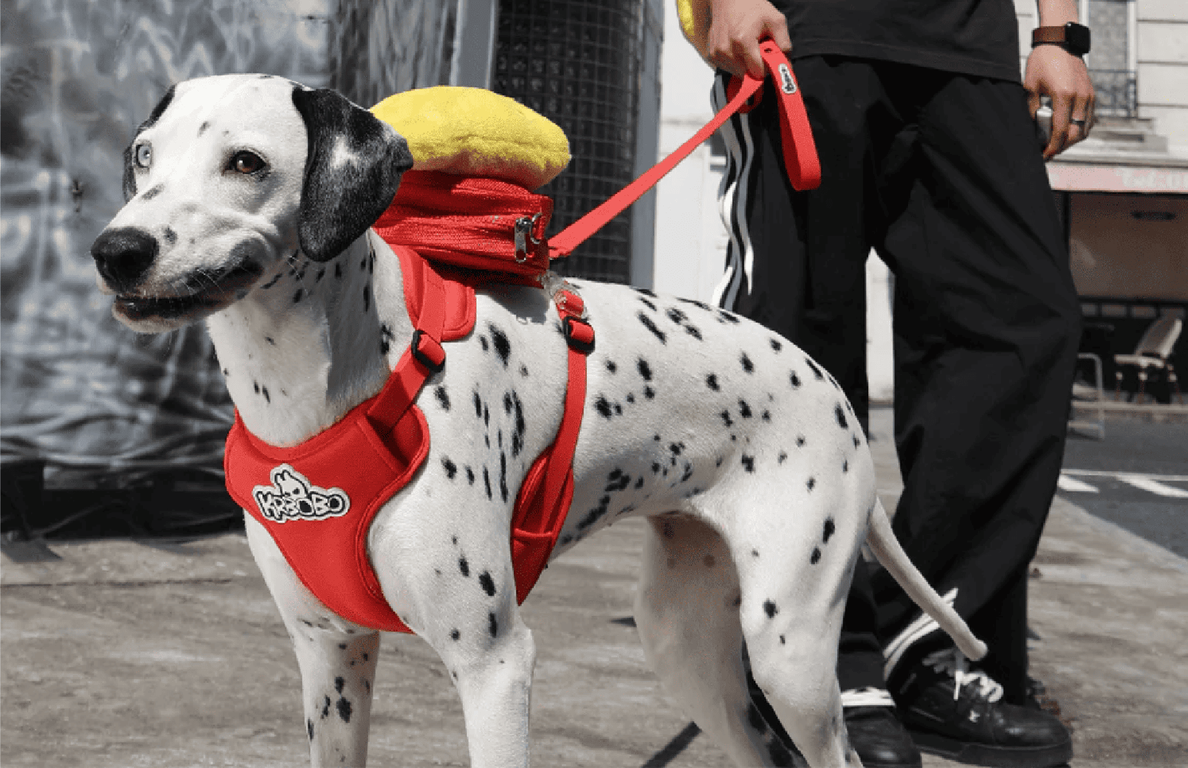 How to Use a Dog Leash Safely?