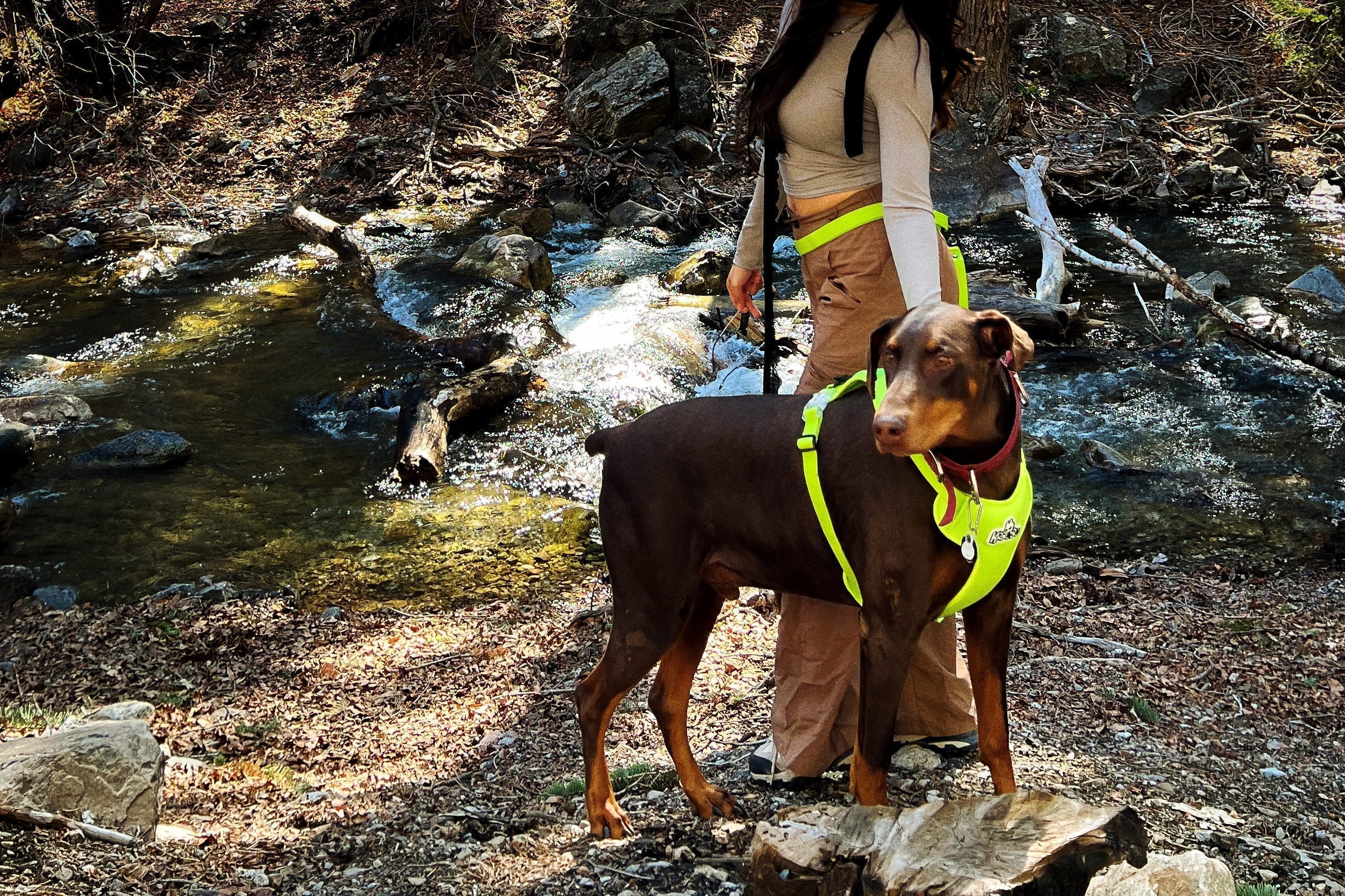 A side view of a brown Doberman dog wearing a reflective neon yellow harness, with a person holding a matching neon leash next to a woodland stream.