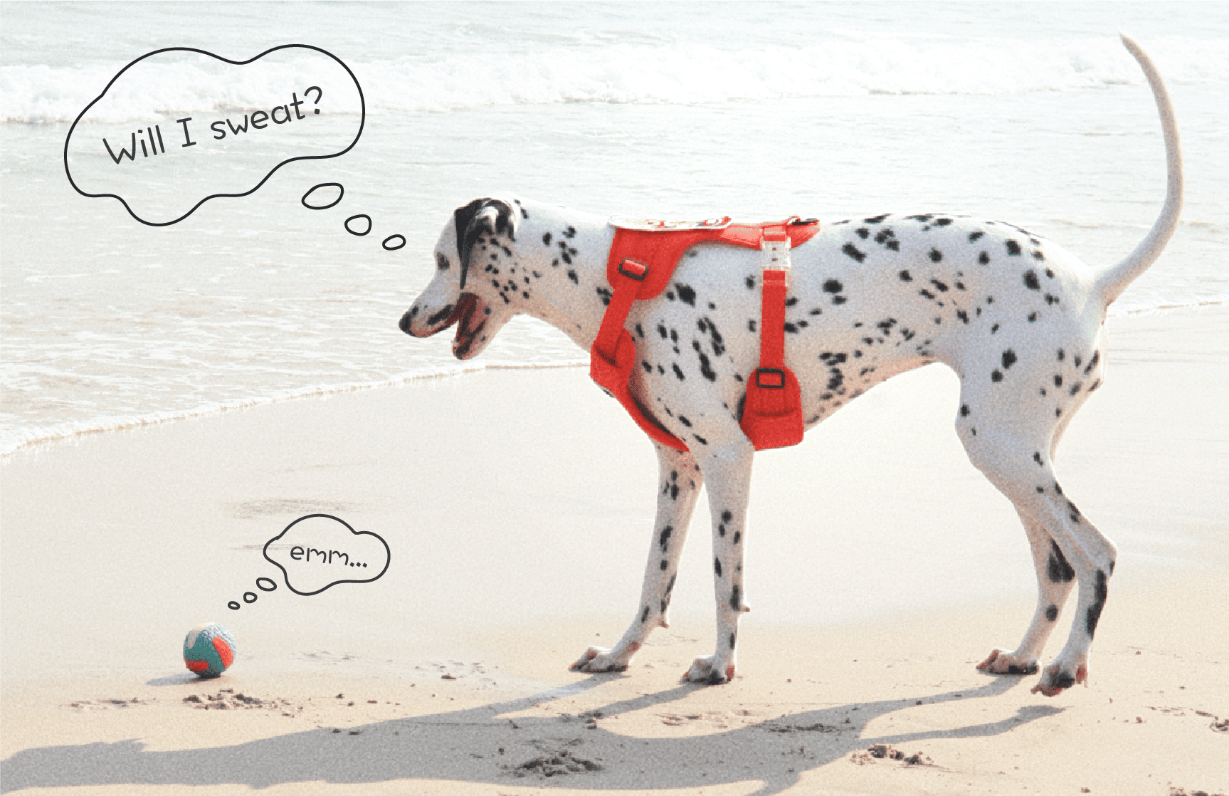 Do Dogs Sweat? How to Keep Them Clean and Cool in Summer