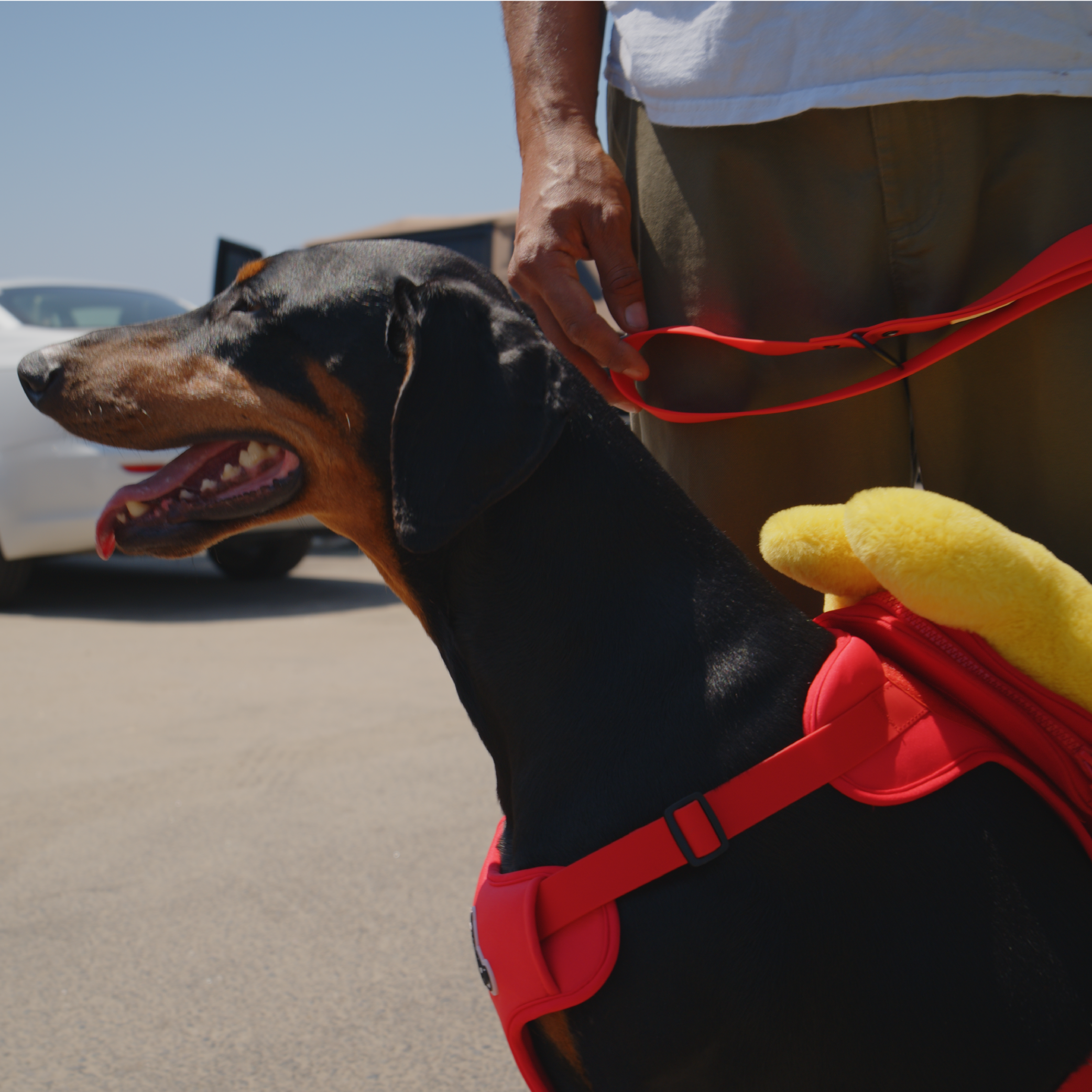 FRISBEE WALK KIT
