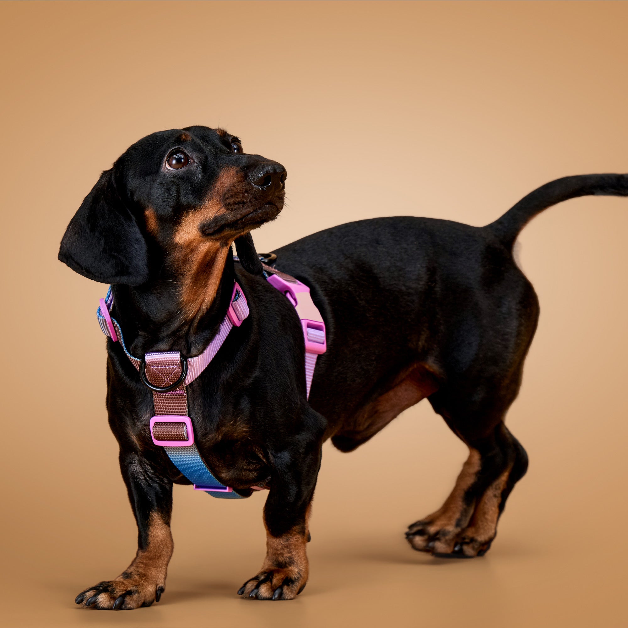 KRBOBO THERMAL TRAIL Harness