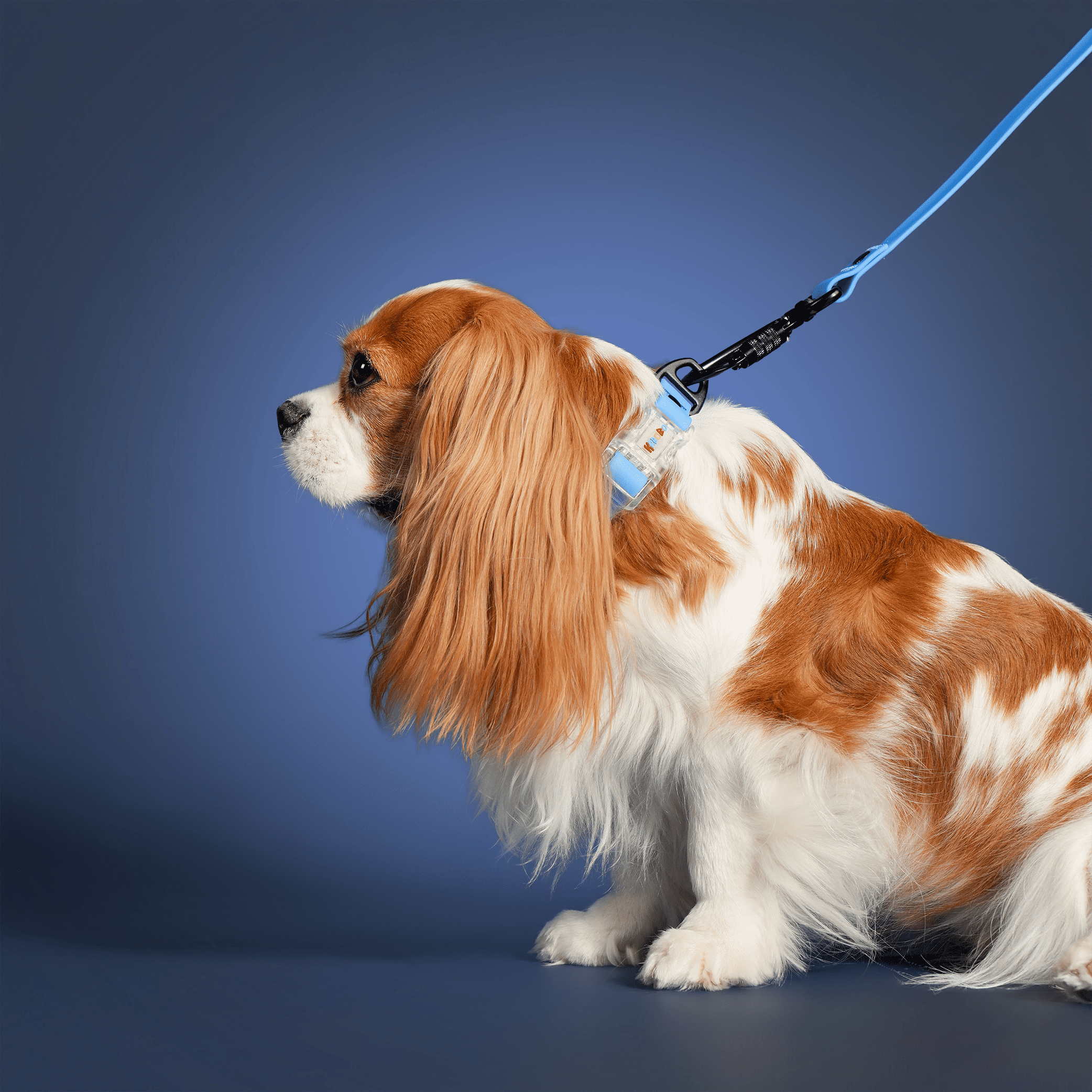 CLASSIC LEASH