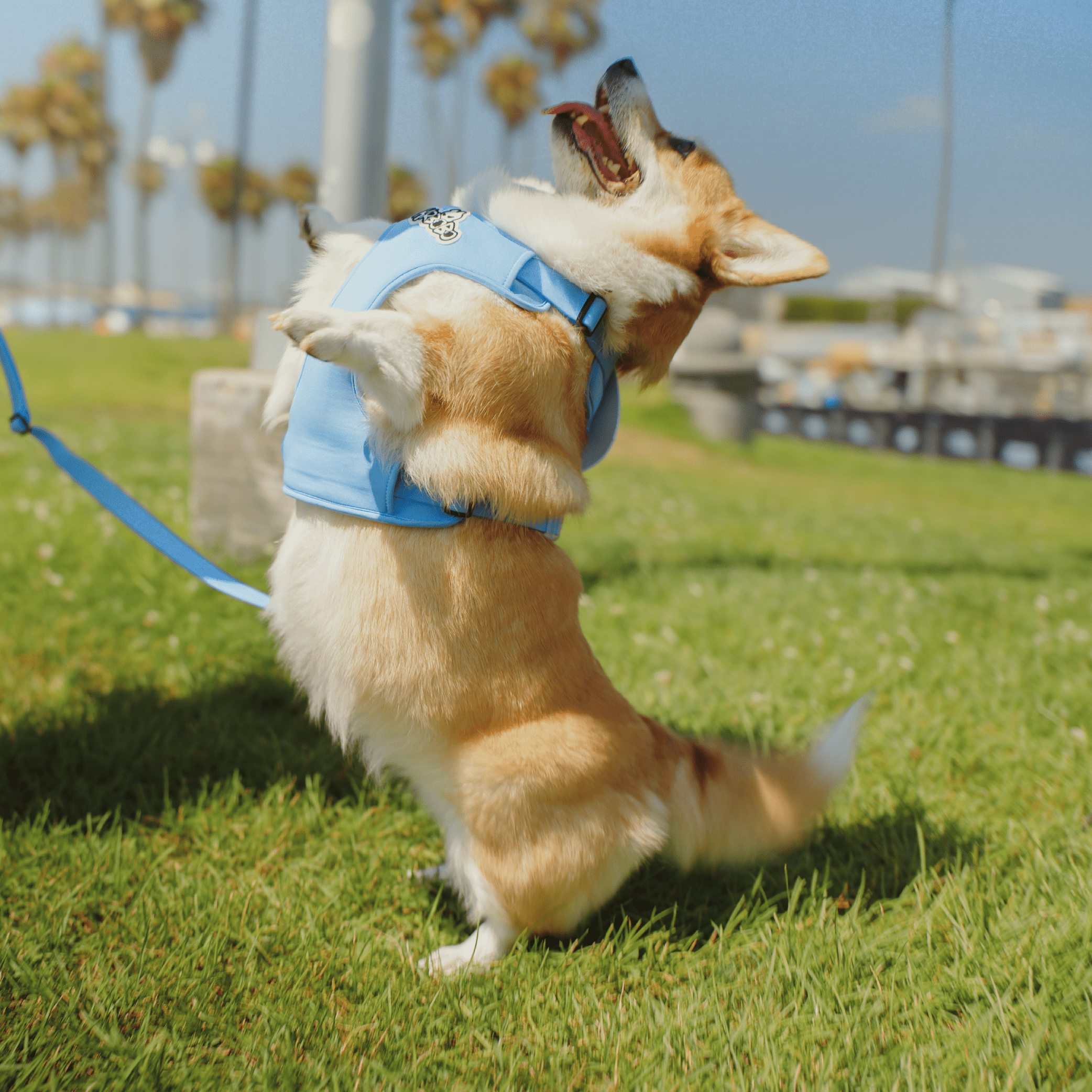 MULTIFUNCTIONAL LEASH