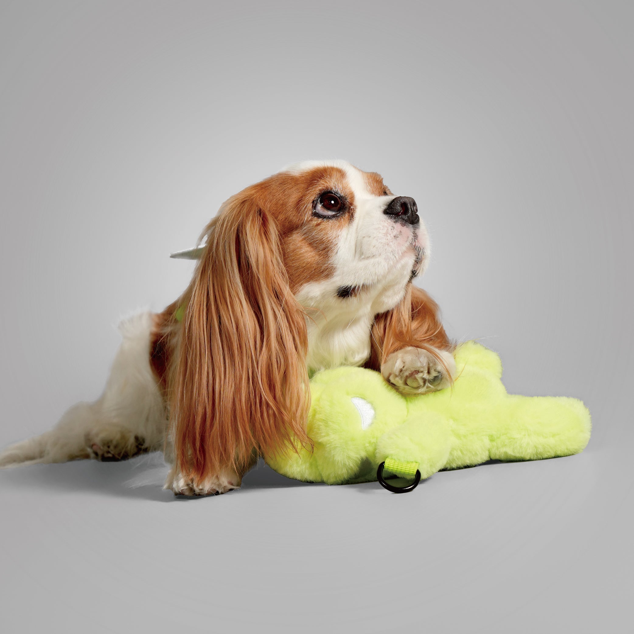DOG'S BAG
