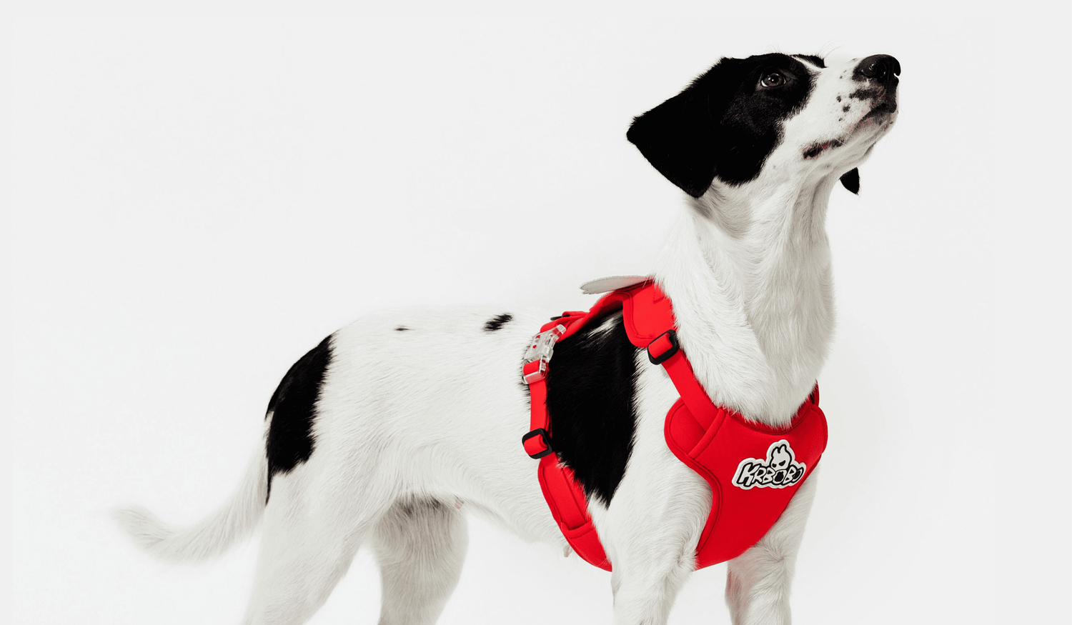 How I Measured My Dog for the Perfect Harness, Collar & Leash