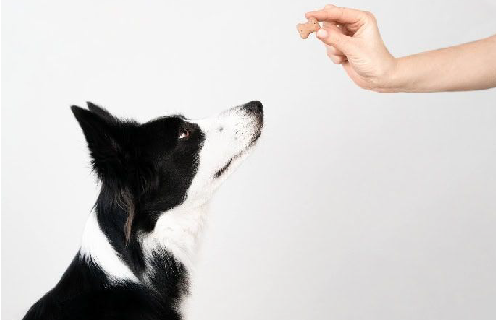Does My Dog Understand Me? How Dogs Interpret Human Language