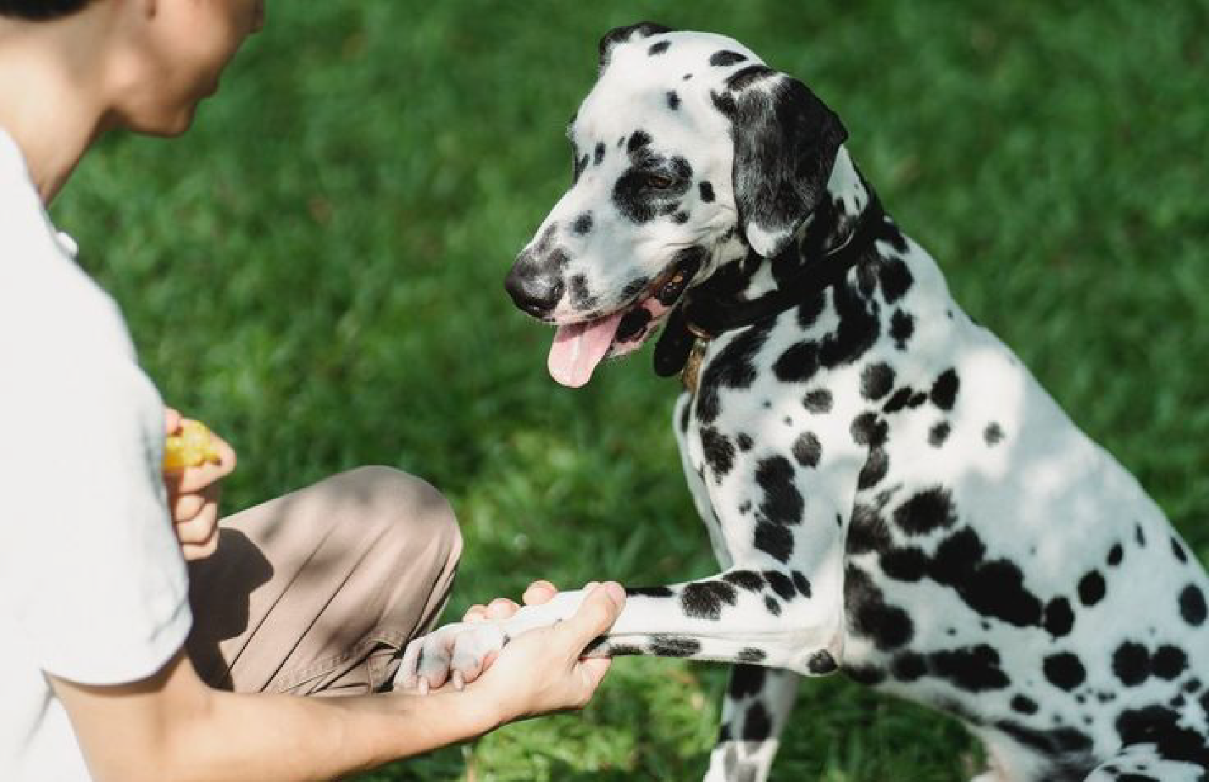 How Smart Is My Dog? Understanding Canine IQ and Intelligence