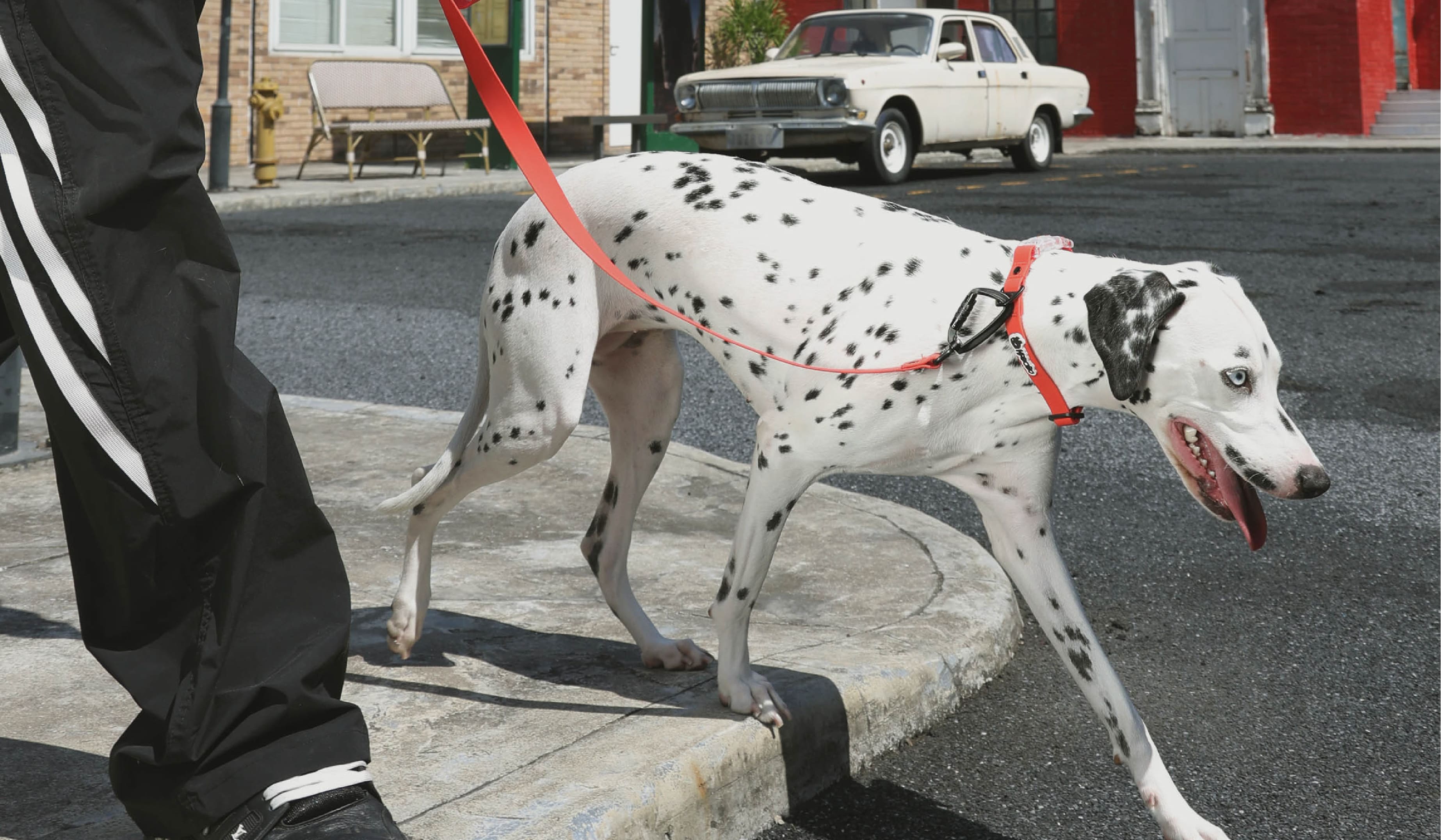 How Dogs Navigate the World: From Sidewalks to Parks