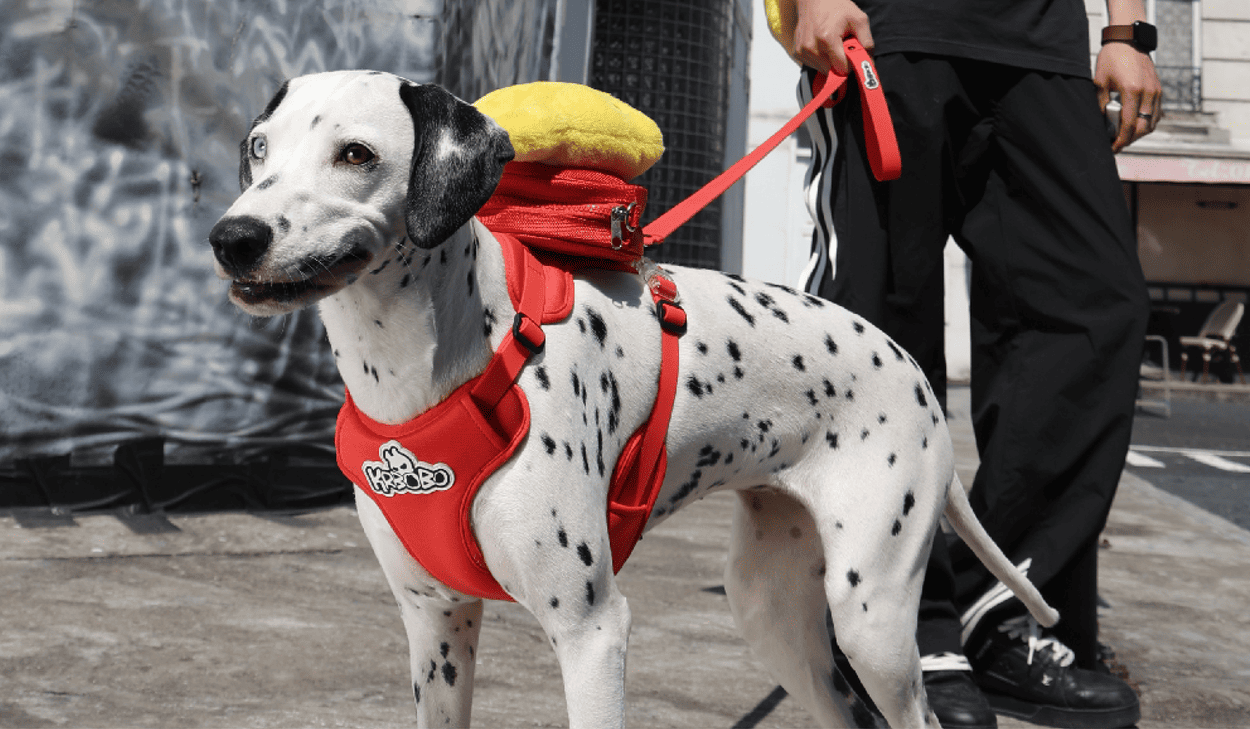 How to Use a Dog Leash Safely?