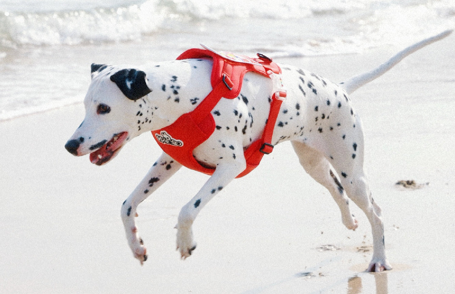 How To Tire Out a Puppy: A Guide to Keeping Your Pup Happy and Healthy