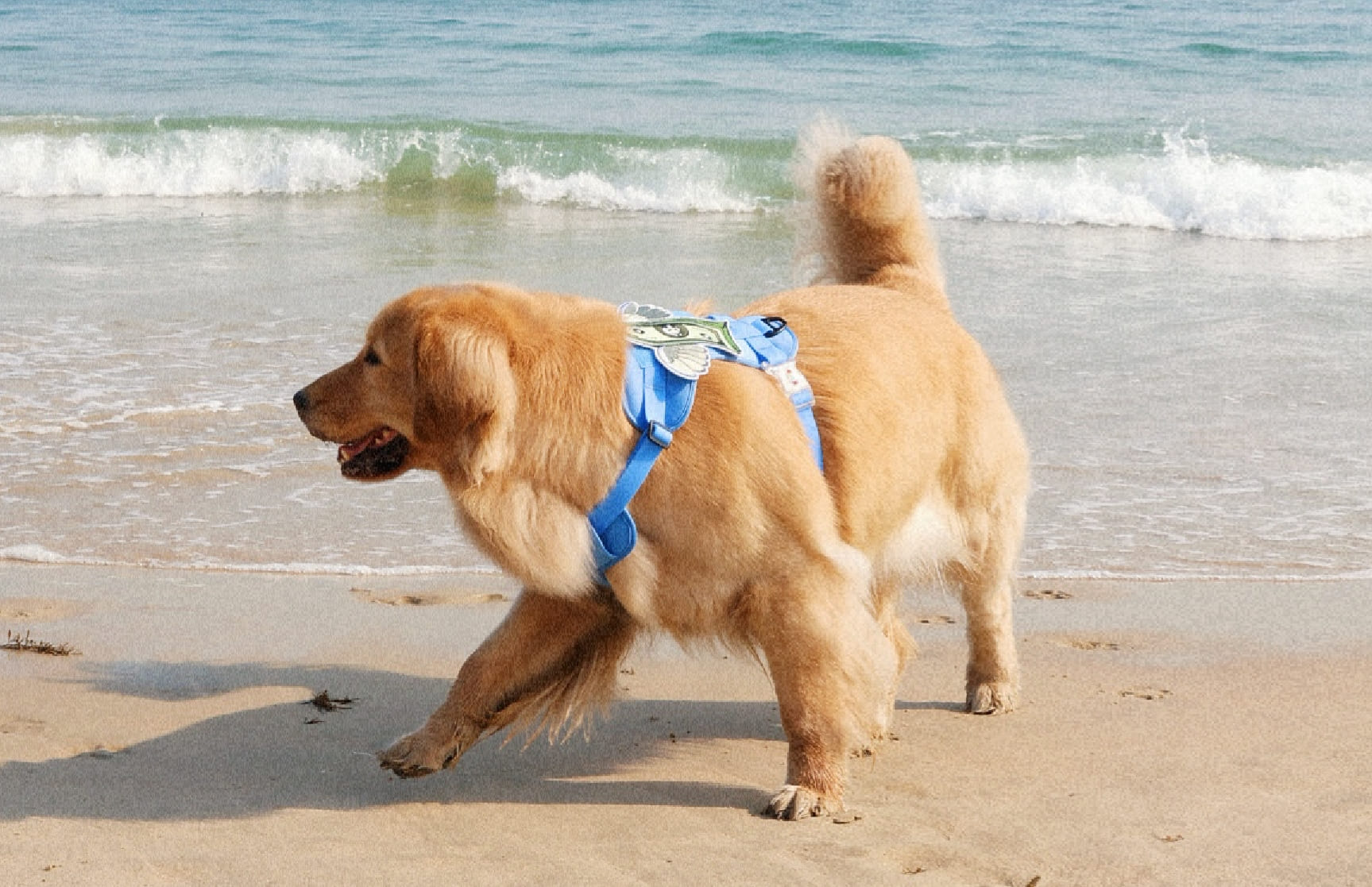 What I Always Prepare Before Taking My Dog to the Beach | Practical Checklist & Tips