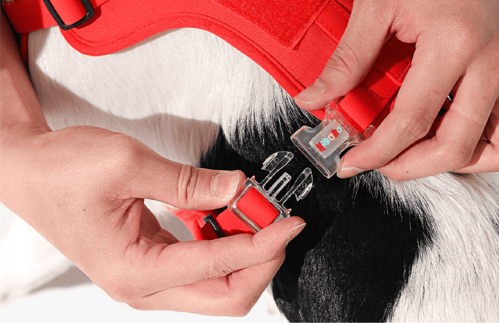 How to Put on a Dog Harness: Step-by-Step Guide for Pet Owners