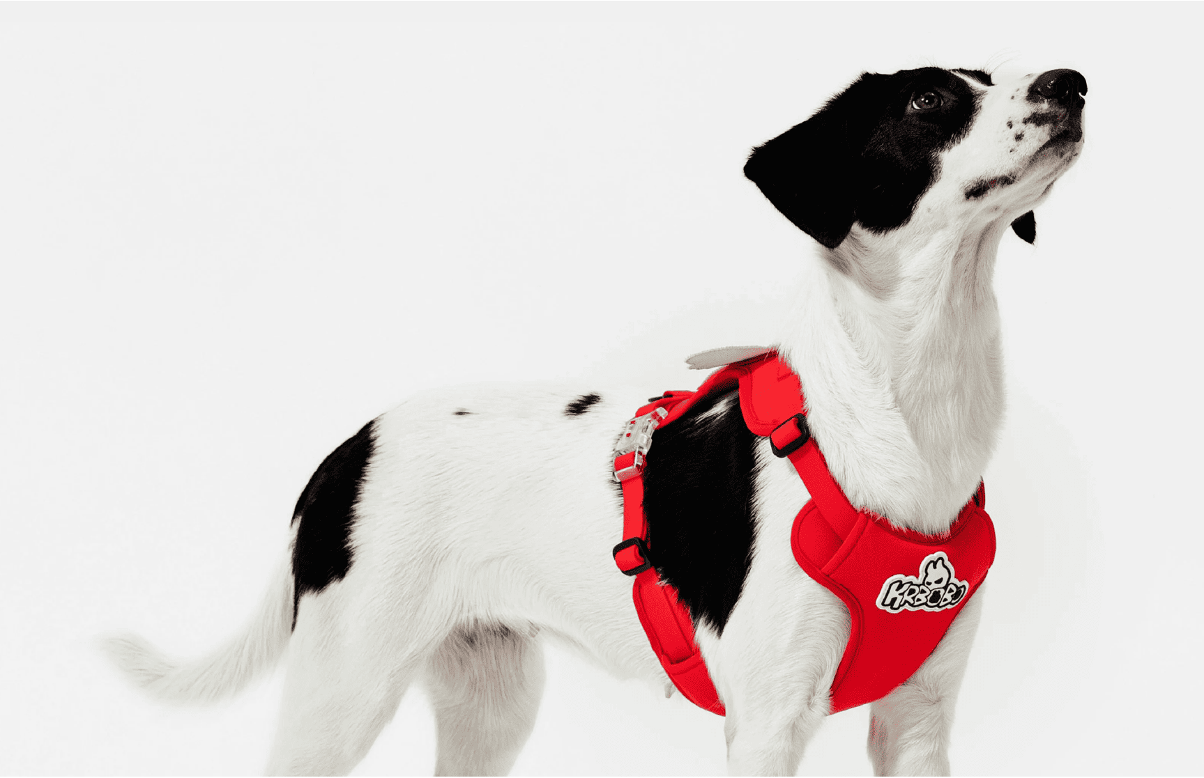 How I Measured My Dog for the Perfect Harness, Collar & Leash