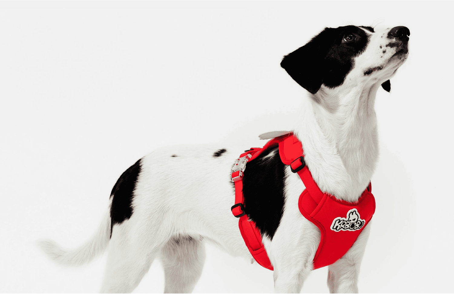How I Measured My Dog for the Perfect Harness, Collar & Leash