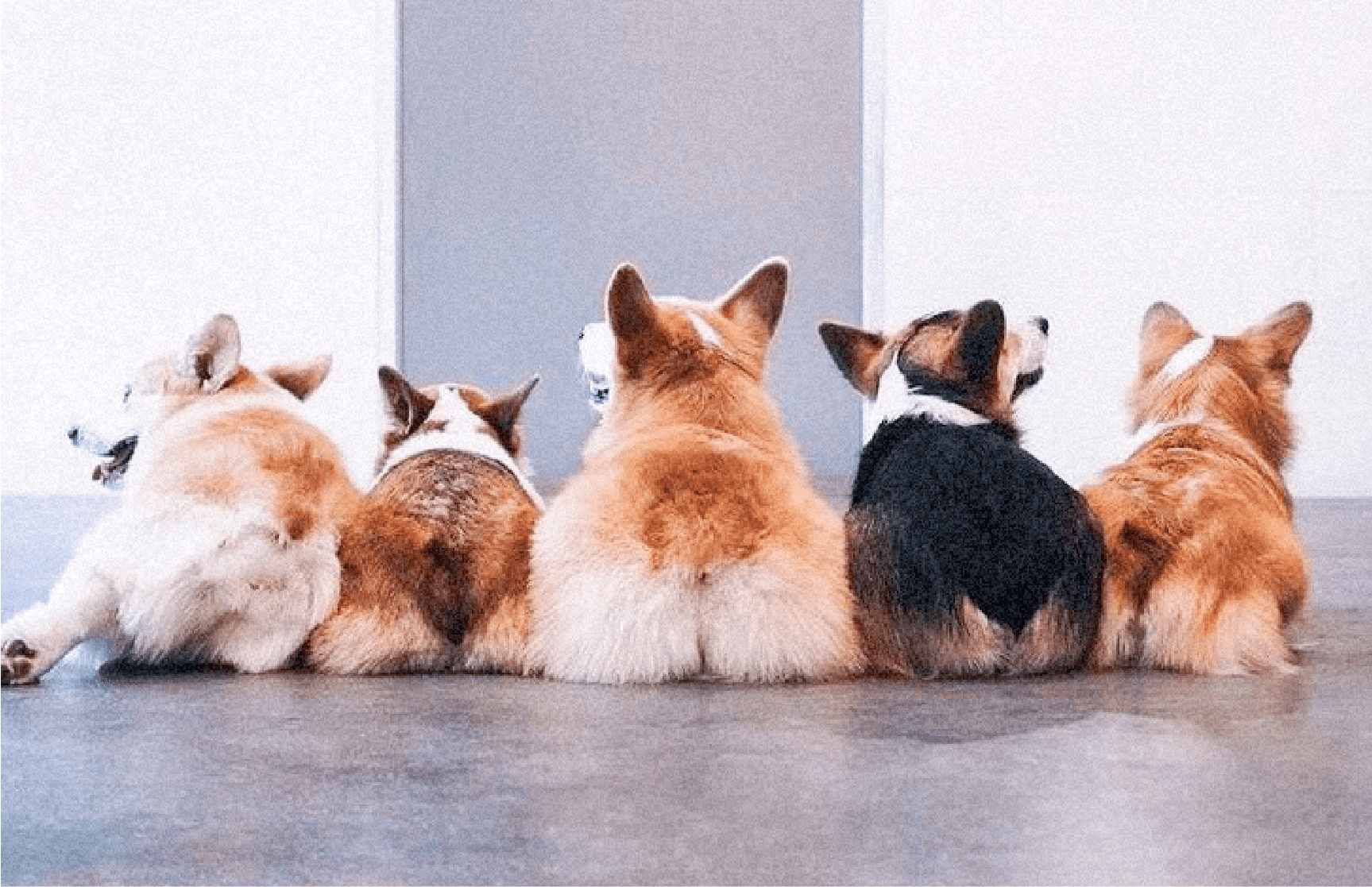 Corgi Puppies: Is a Corgi Puppy a Good Family Dog?