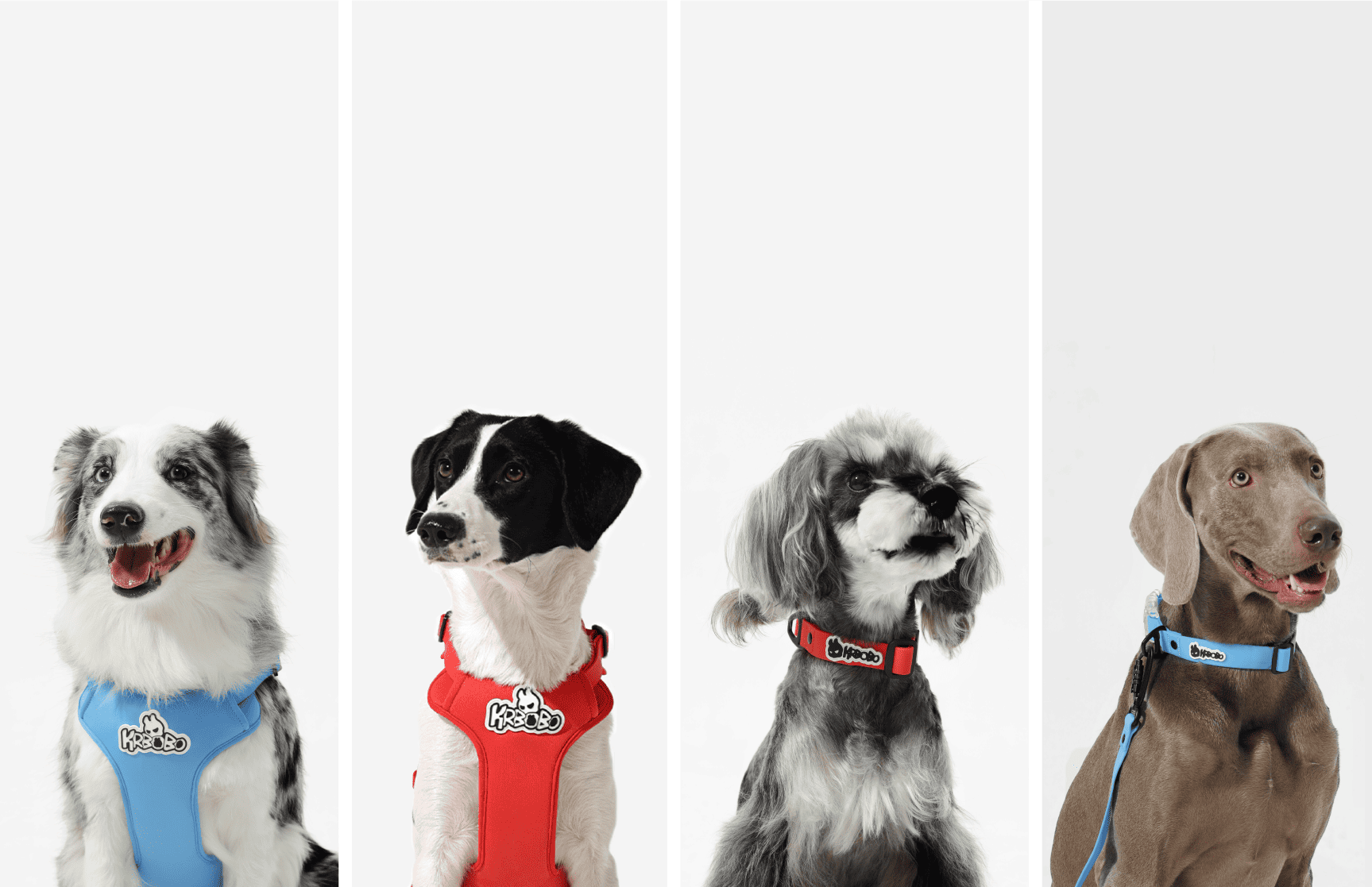 How to Choose the Best Dog Names: Fun and Meaningful Ideas