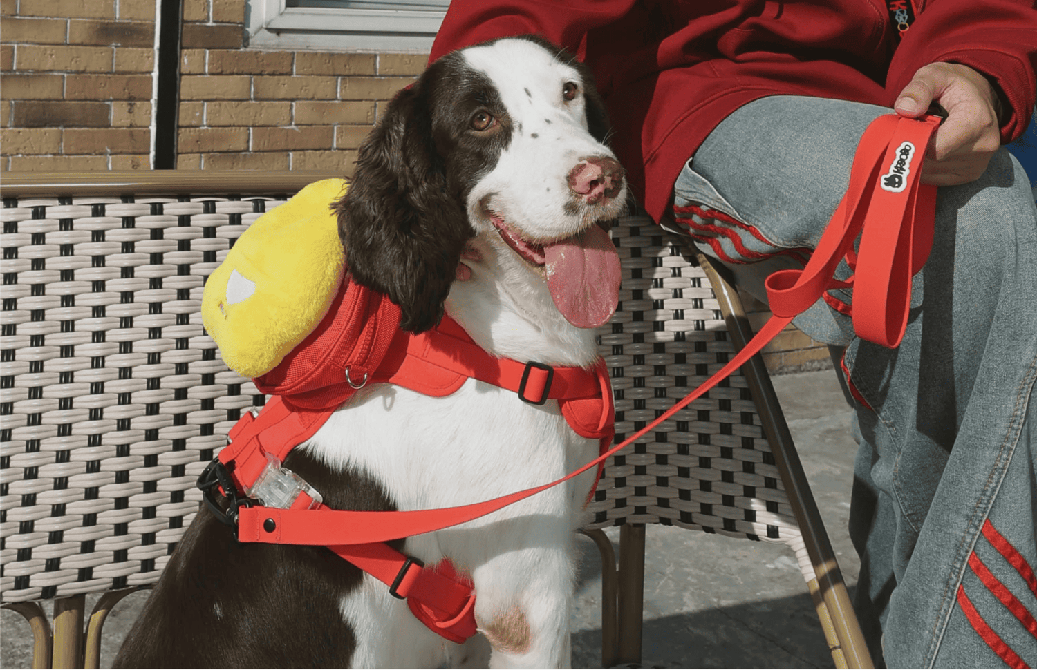 Do You Wonder How Dogs See the World?