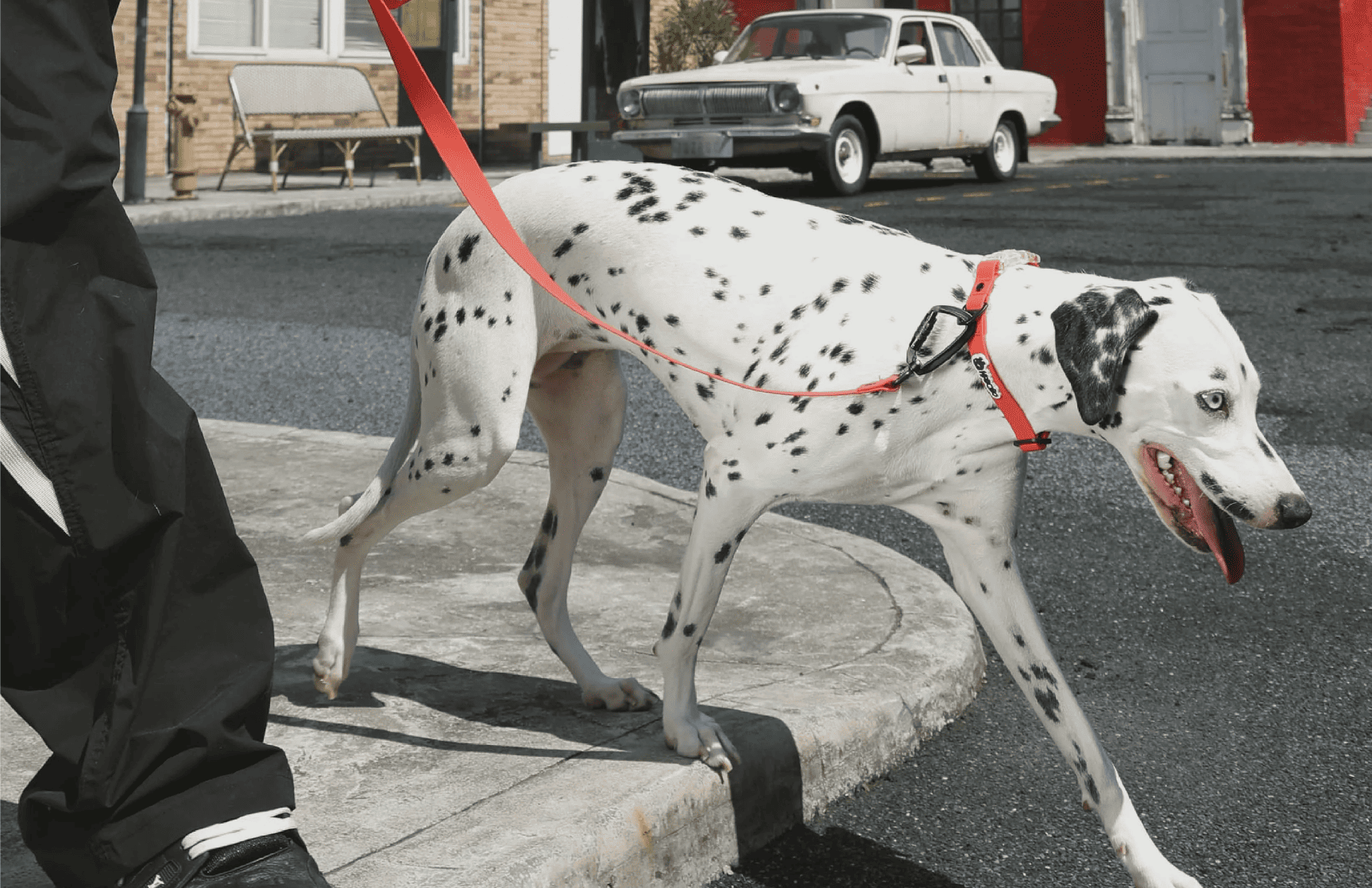 How Dogs Navigate the World: From Sidewalks to Parks