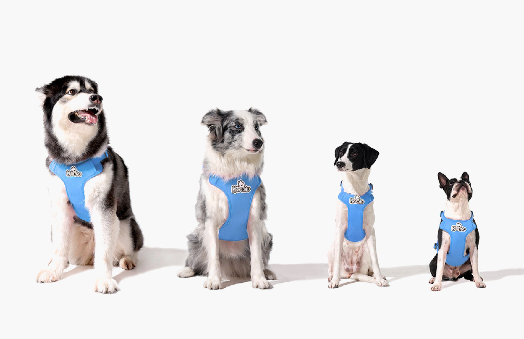 How to Choose the Perfect Harness for Your Dog