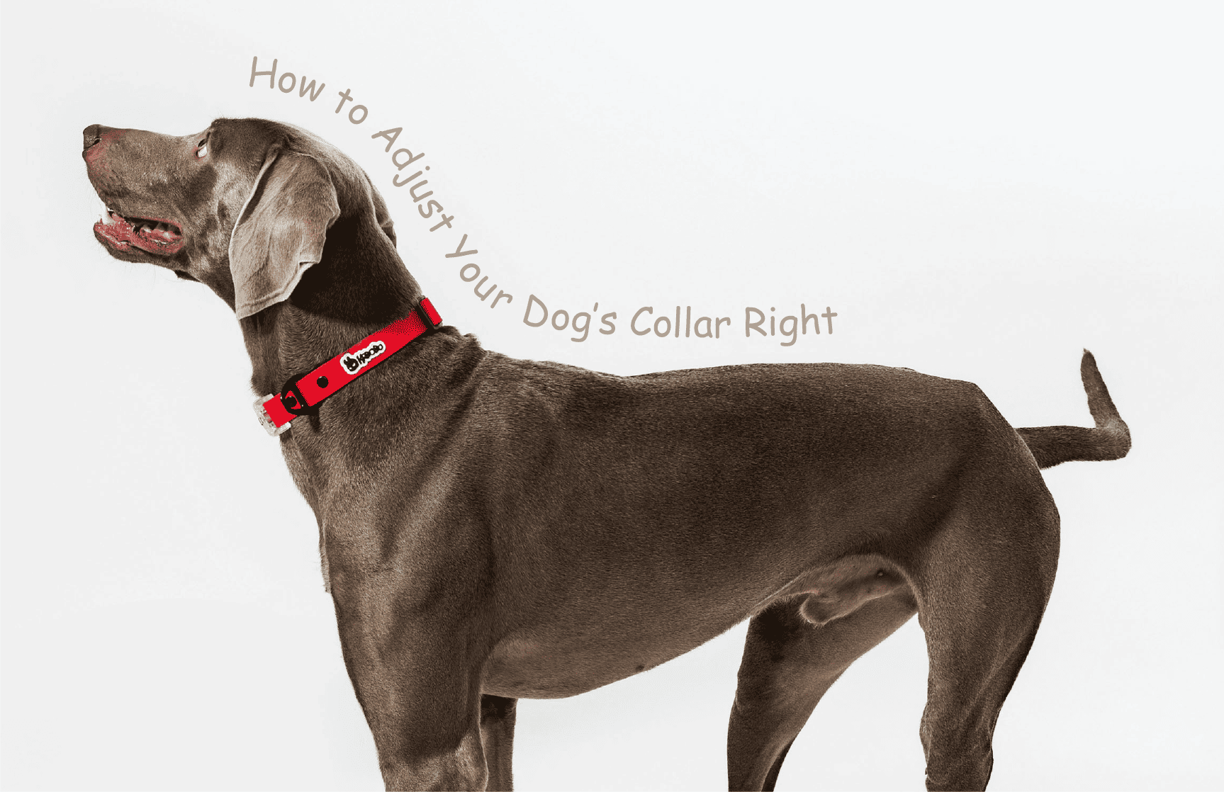 Too Tight or Too Loose? How to Adjust Your Dog’s Collar Right