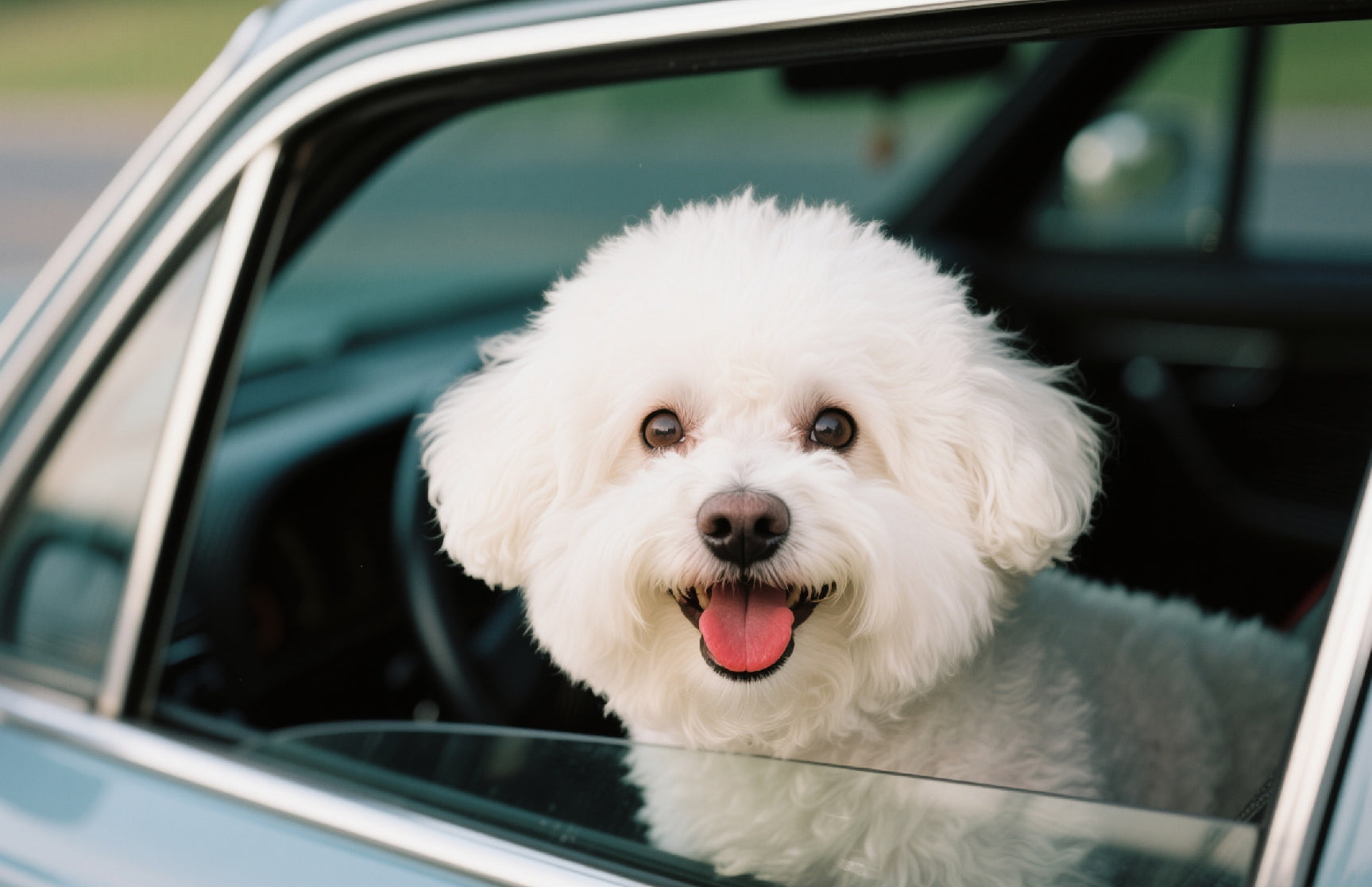 Why Does My Dog Get Stressed in the Car? Tips to Make Travel Calm and Comfortable