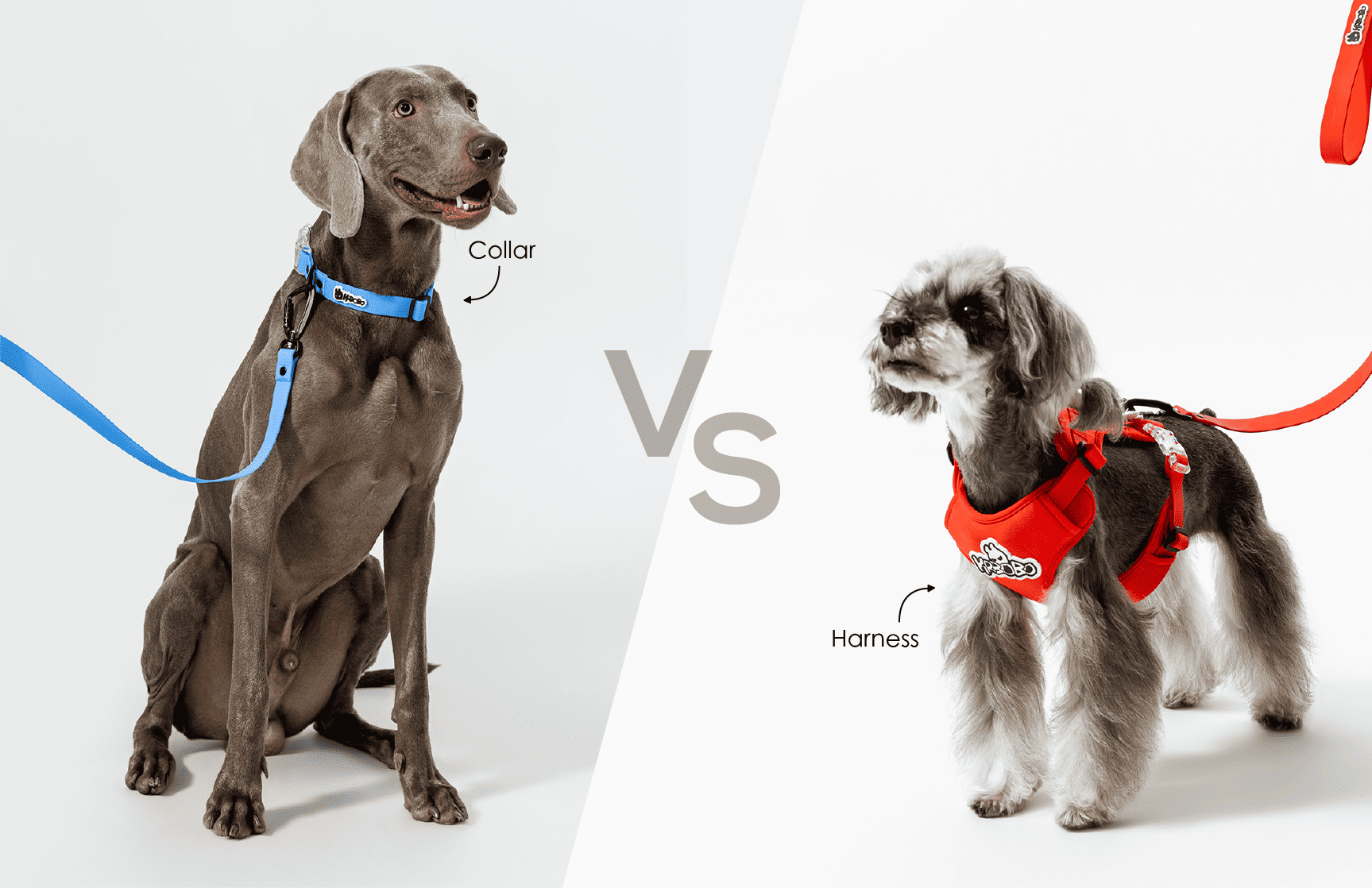 Dog Collar vs Harness: What's the Difference? The Ultimate 2025 Buying Guide