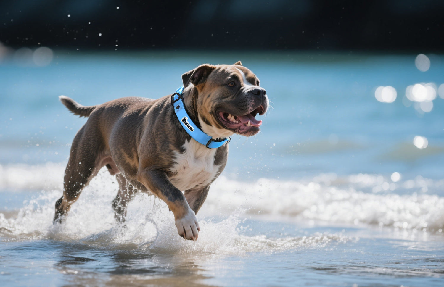 5 Benefits of Waterproof Dog Collars-Say Goodbye to Wet Collars