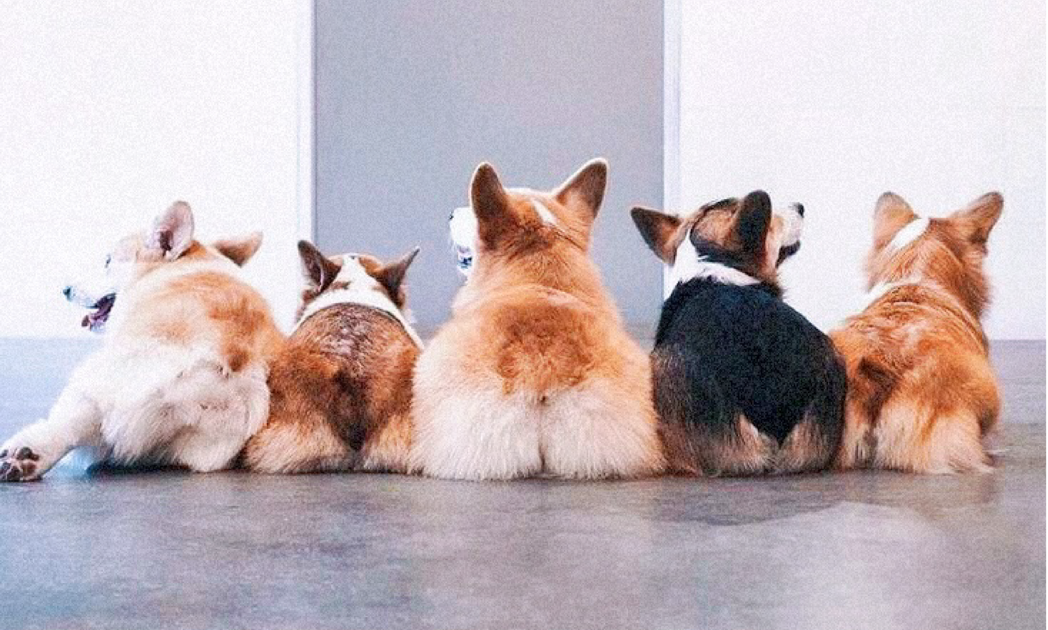 Corgi Puppies: Is a Corgi Puppy a Good Family Dog?