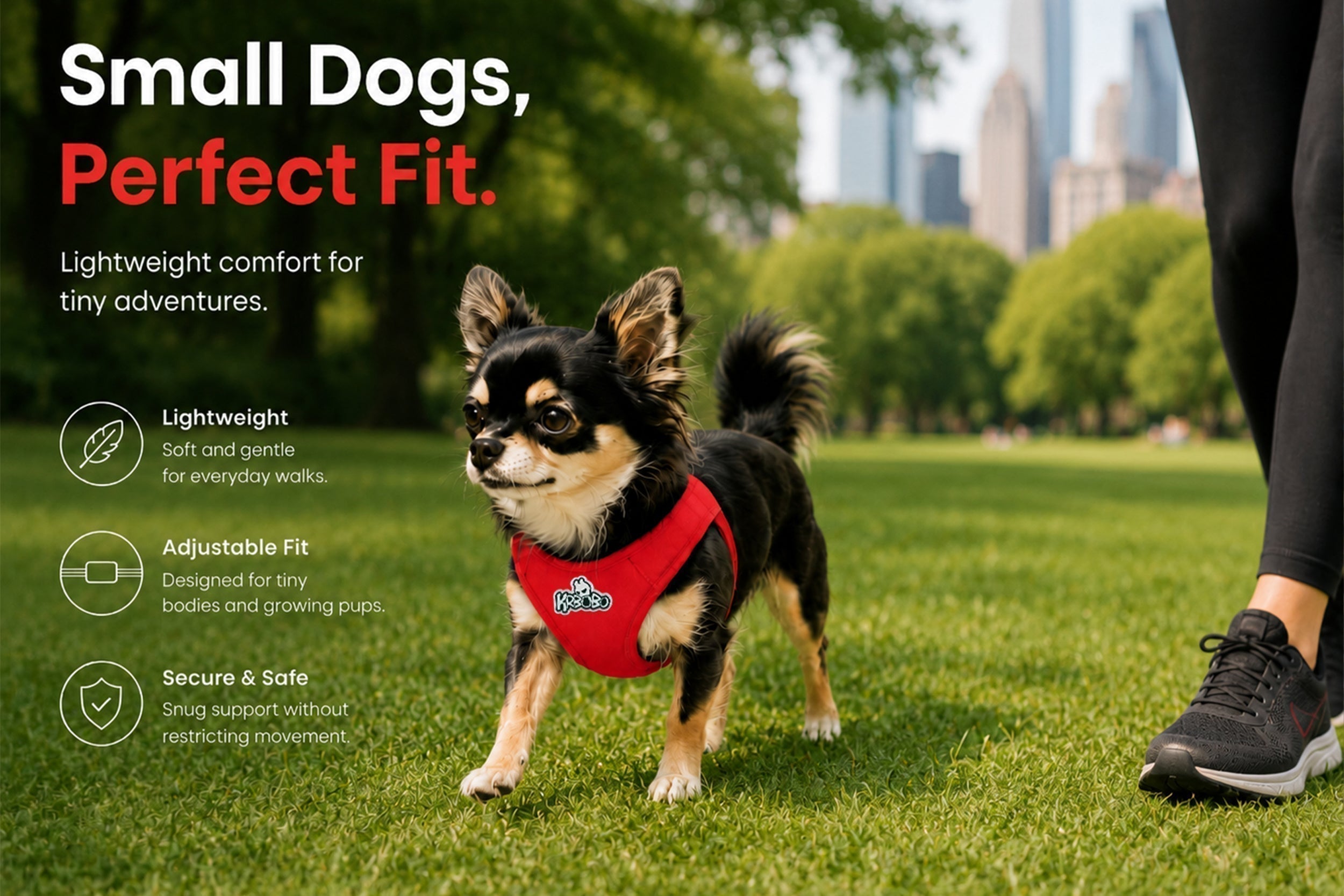 small dog wearing a lightweight harness for everyday walks in the park
