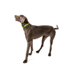 KRBOBO COLLAR