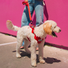 CLASSIC LEASH
