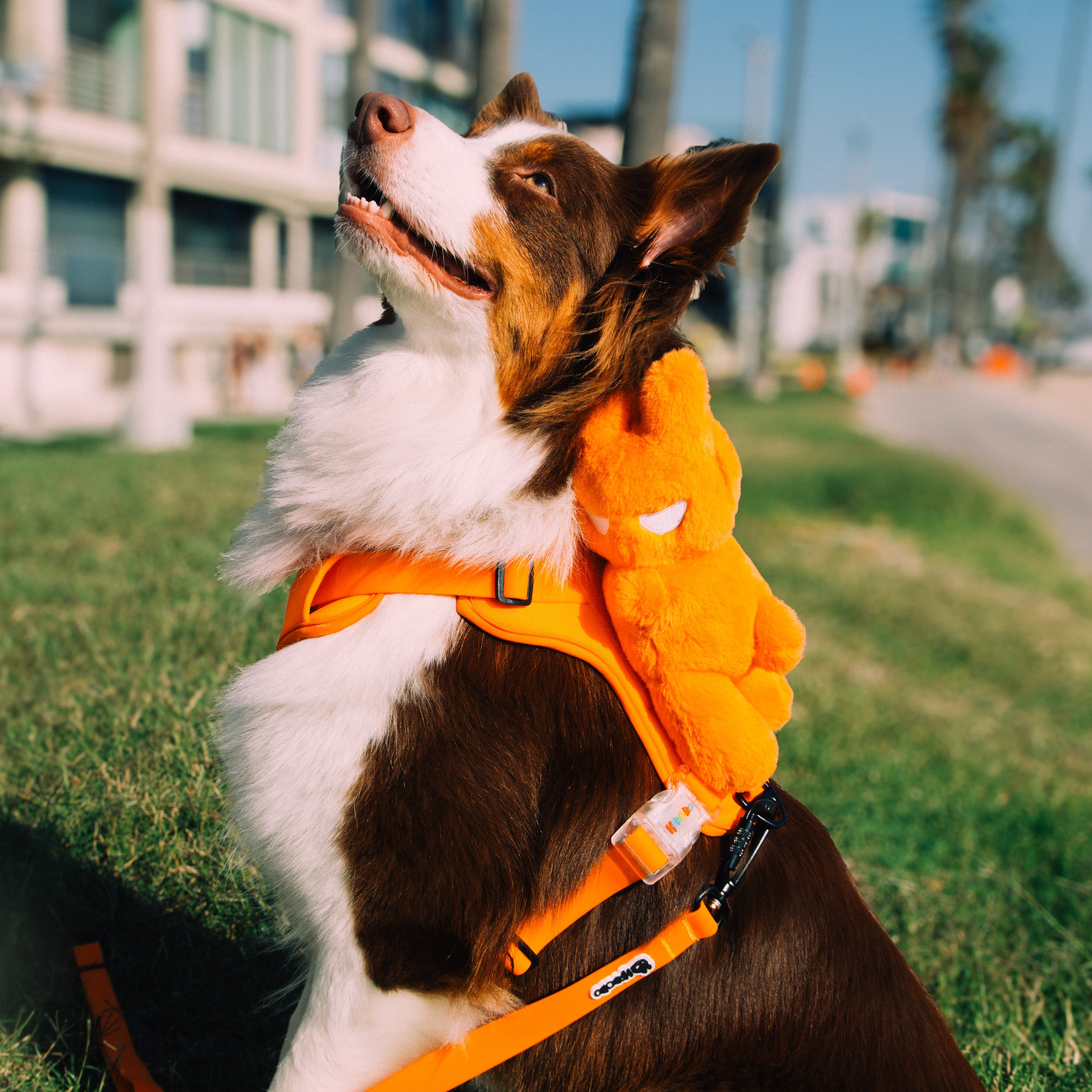 DOG'S BAG