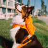 DOG'S BAG