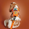 ON-THE-GO WALK KIT