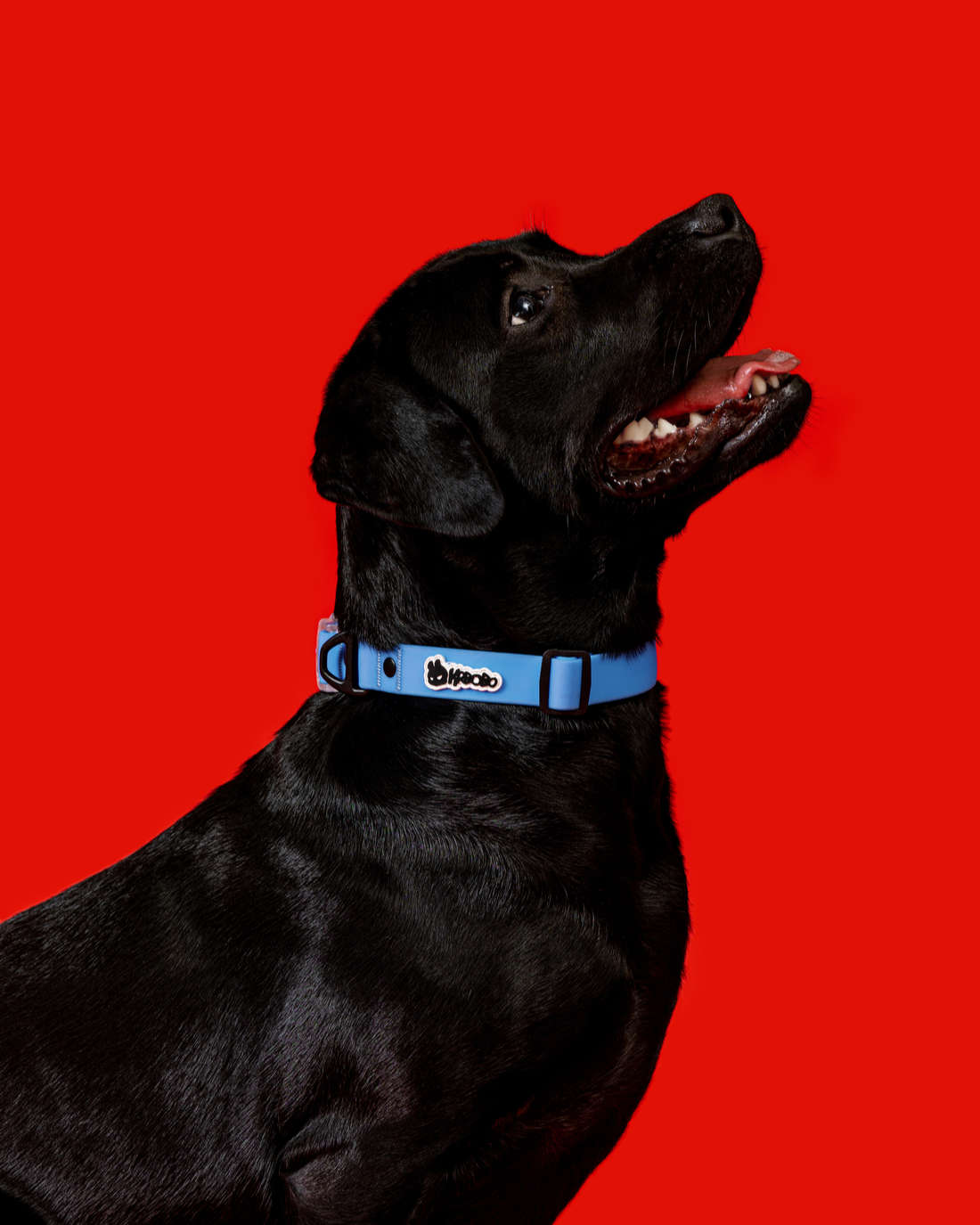 KRBOBO DOG Collar