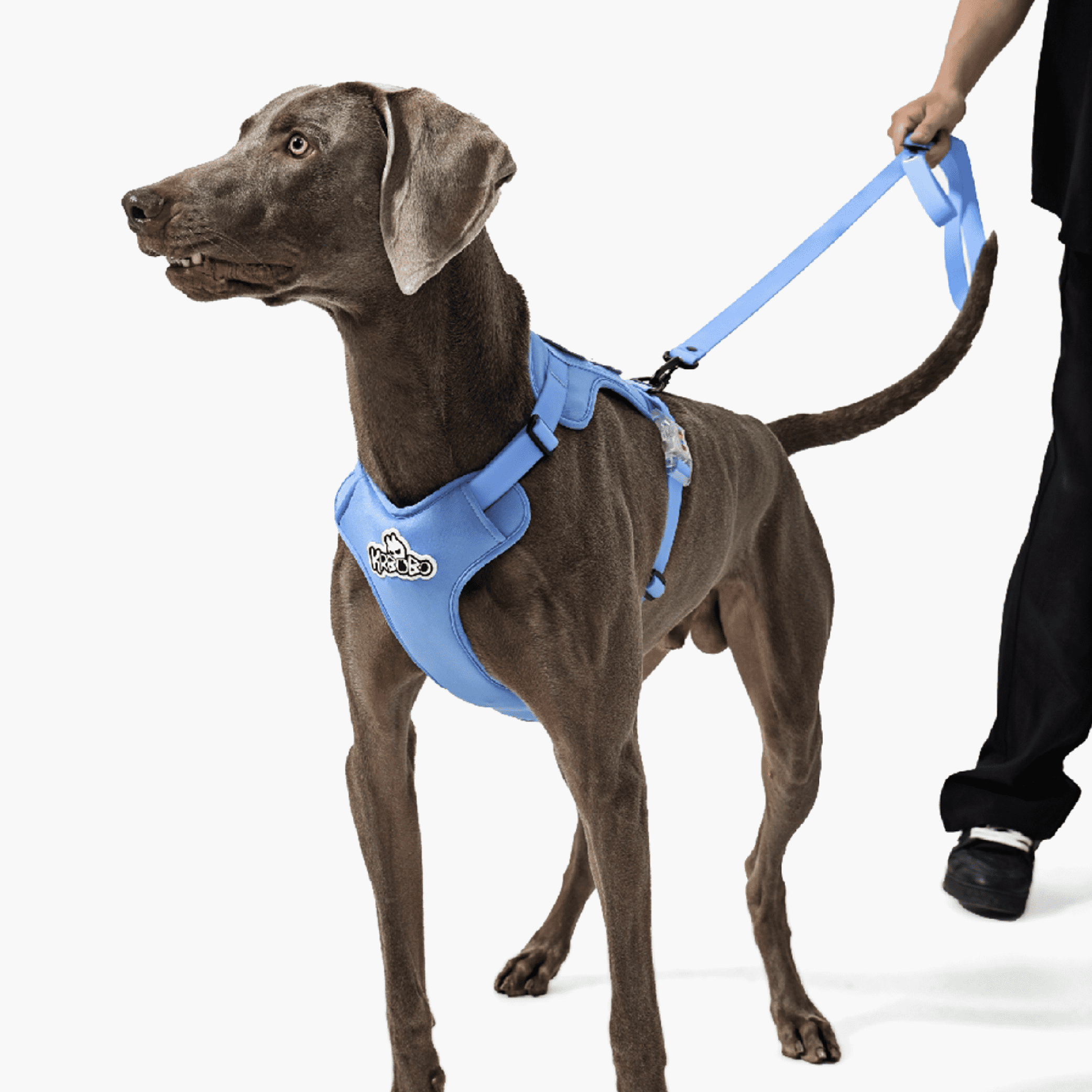CLASSIC LEASH