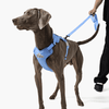CLASSIC LEASH