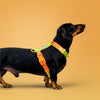 KRBOBO THERMAL TRAIL Harness