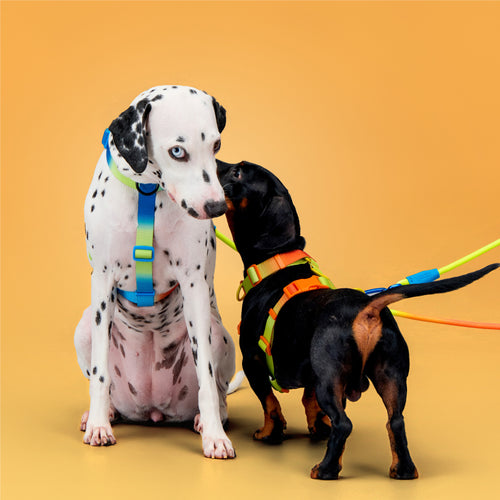 KRBOBO THERMAL TRAIL Harness