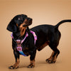 KRBOBO THERMAL TRAIL Harness