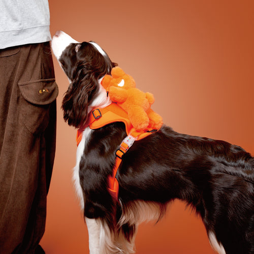 DOG'S BAG