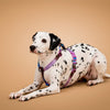 KRBOBO THERMAL TRAIL Harness