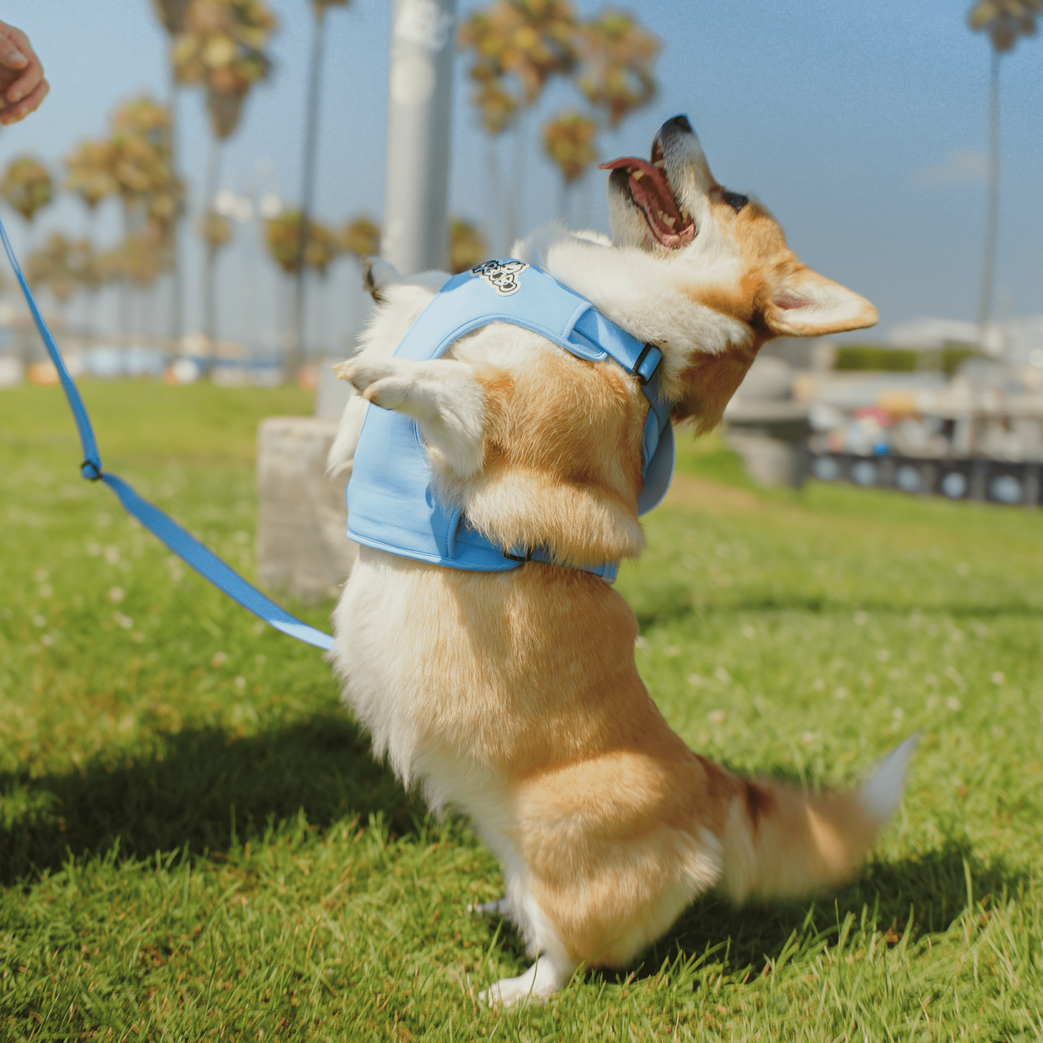 BOBO WALK KIT