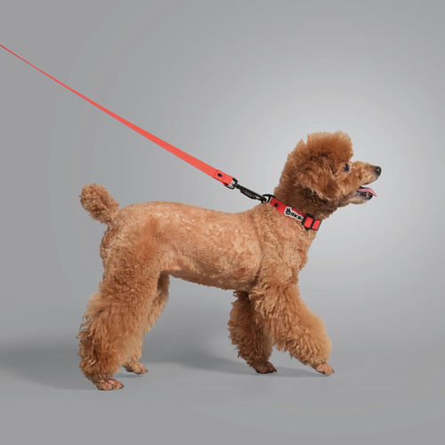 CLASSIC LEASH