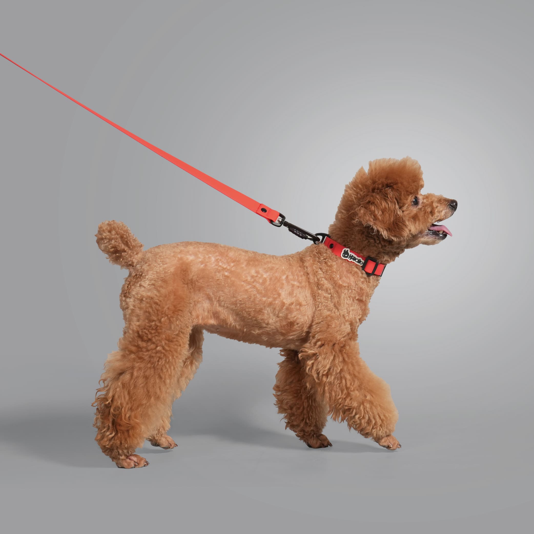 CLASSIC LEASH