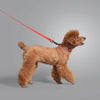CLASSIC LEASH